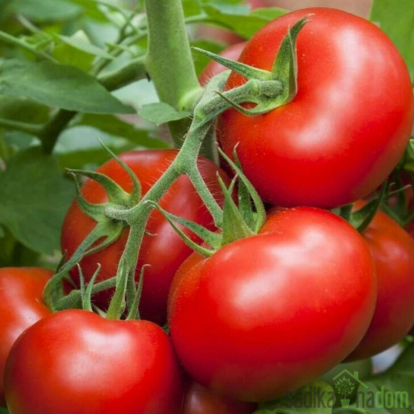 Paradižnik Torcida - SREDNJE ZGODNJI