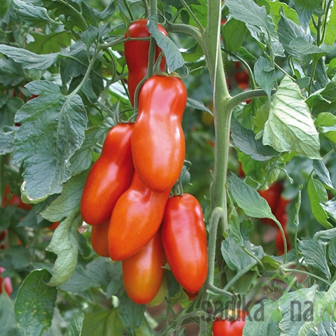 Paradižnik Adamo Green - PELAT