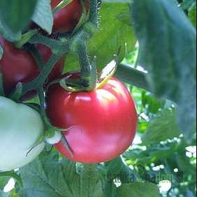 Paradižnik Fuji Pink / Pink Rock / Gusto Pink-ZGODNJI