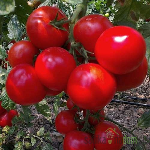 Paradižnik Grapolo/ Monte Carlo - SR. ZGODNJI