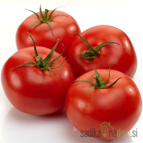 Paradižnik Novosadski jabučar