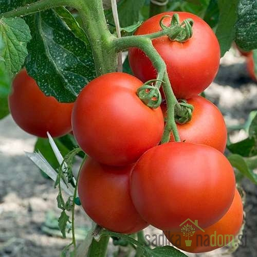Paradižnik Optima/ Eurasia- ZGODNJI
