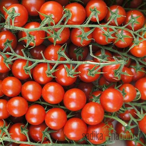 Paradižnik Sweet Million/ Crokini - ČEŠNJEVEC