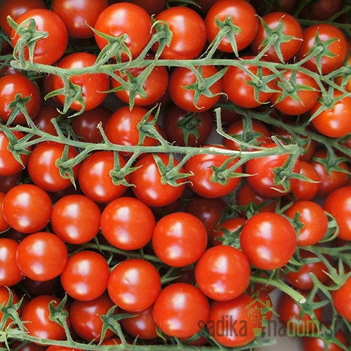 Seme Paradižnik Sweet Milion F1 (A513) PROFI
