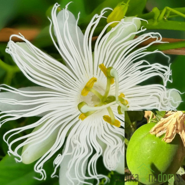 Pasijonka Snowstar (passiflora cooltropics) - PREZIMNA