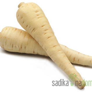 Seme Pastinak Dolgi beli gladki A272