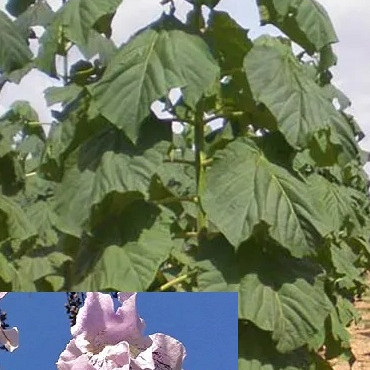 Pavlovnija / Paulownia Elogata