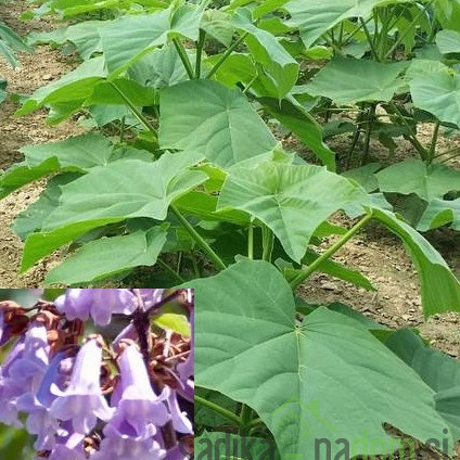 Pavlovnija / Paulownia Energy
