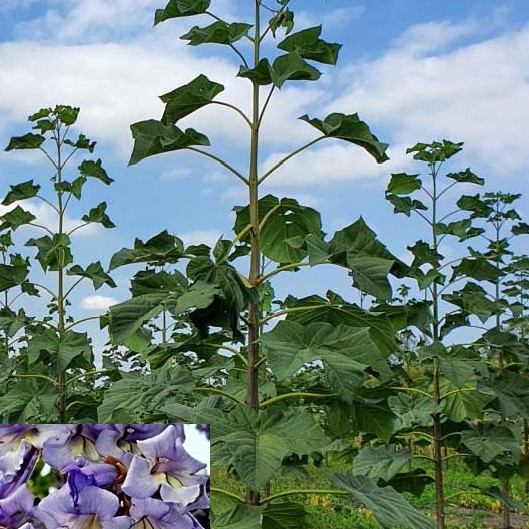 Pavlovnija / Paulownia Pao Tong