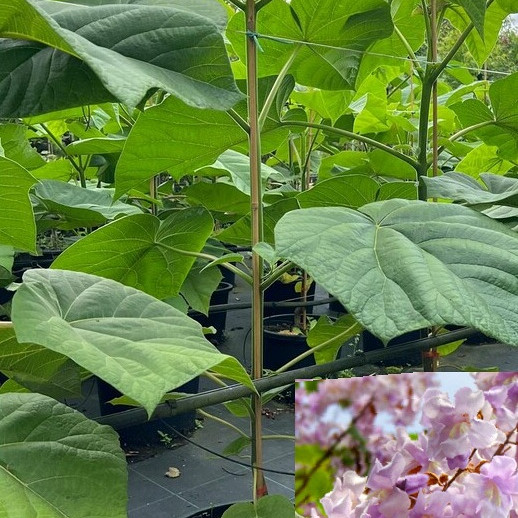 Pavlovnija / Paulownia Shang Tong