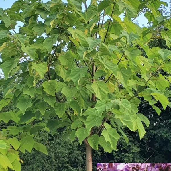 Pavlovnija / Paulownia Tomentosa