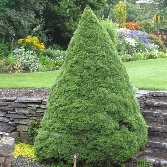 Stožičasta smreka (Picea glauca) Conica