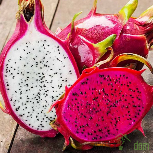 Pitaja/ Dragon fruit