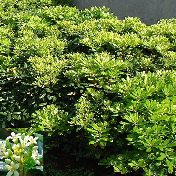 Pitosporum tobira Nana -LEPLJIVEC