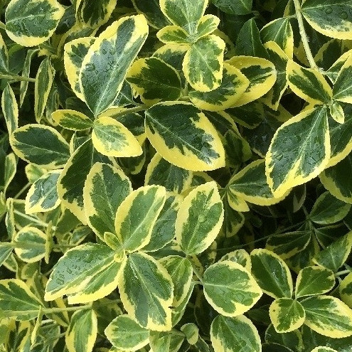 Plazeča trdoleska Canadale Gold (Euonymus fortunei)