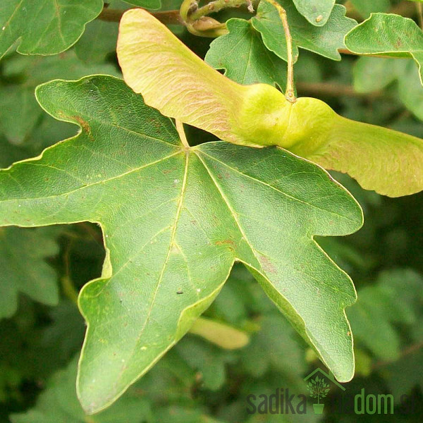 Javor poljski - Maklen (Acer Campestre)