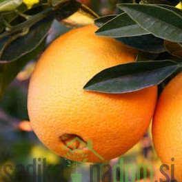 Pomaranča Washington Foyos