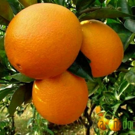 Pomaranča Washington Navel