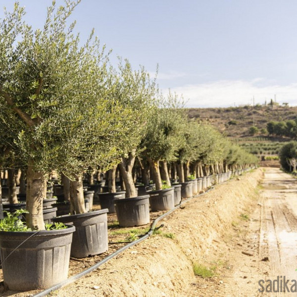 Oljka Portugal Branched (100let)