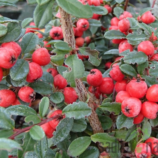 Pritlikava panešplja Coral Beauty (Cotoneaster suecicus)