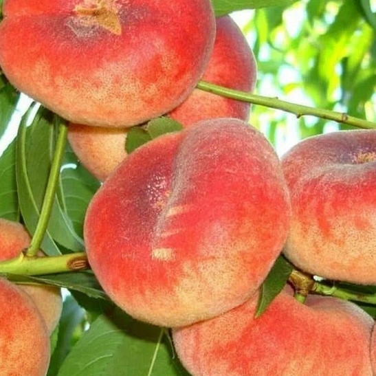 Breskev ploščata UFO 3 - PLOŠČATA