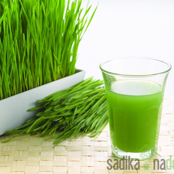 Seme Pšenica za sočenje