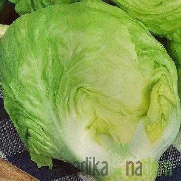 Seme Radič Mantovana 413