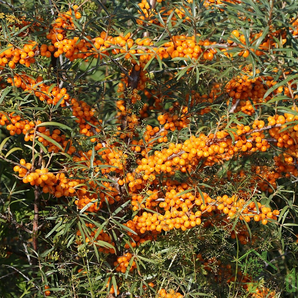 Rakitovec Friesdorfer Orange / Solo (Hippophae rhamnoides) - SAMOOPLODEN