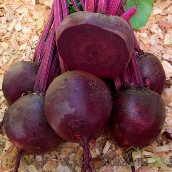 Seme Rdeča pesa Kestrel