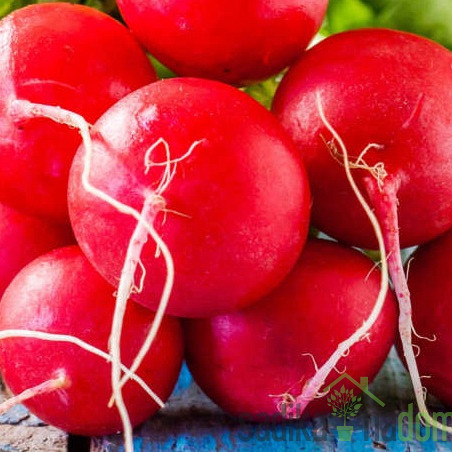 Seme redkvica Burro gigante 287