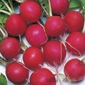 Seme Redkvica Saxa (na traku)