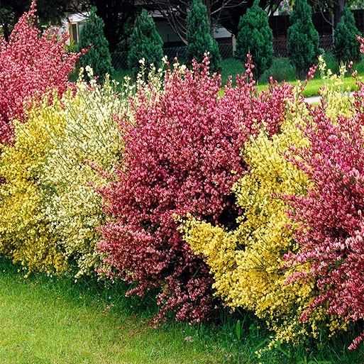 Reličnik (Cytisus scoparius)