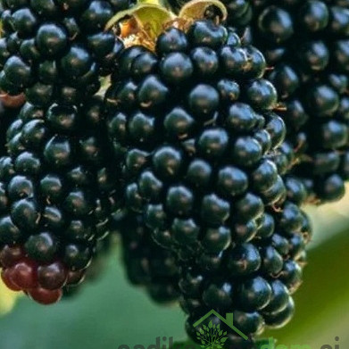 Robida Dirksen - BREZ TRNOV