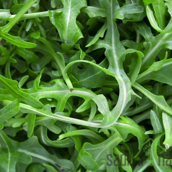 Seme BIO Rukola A1070