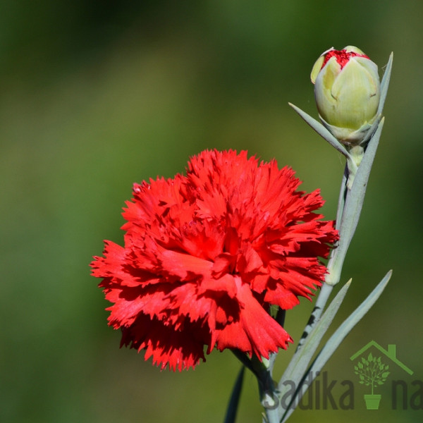 Seme Šabojev nageljček - rdeč A3225-2