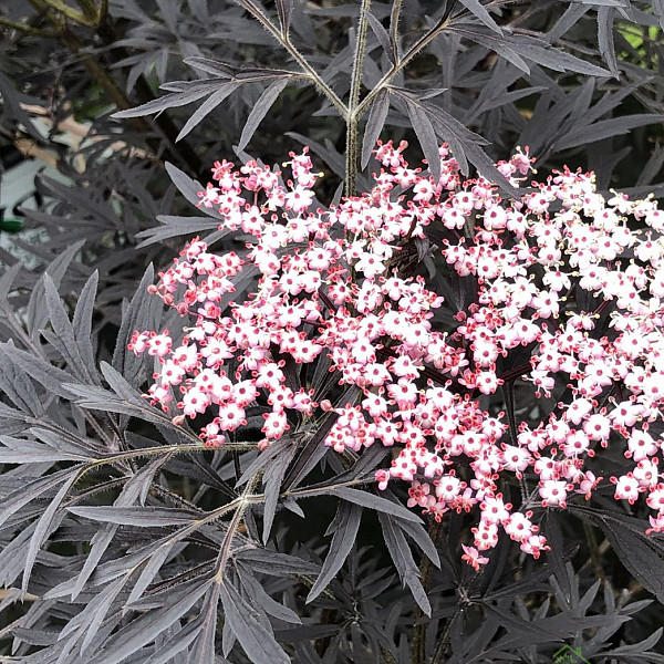 Črni bezeg Black Lace Eva (Sambucus Nigra) 