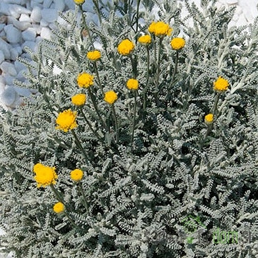 Santolina (Navadni nemški rožmarin)