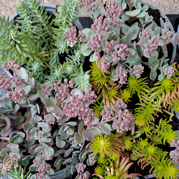 Sedum 