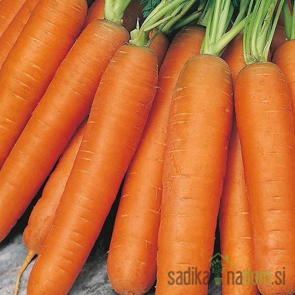 Seme Korenček Nantes (na traku) - NANTAIS 