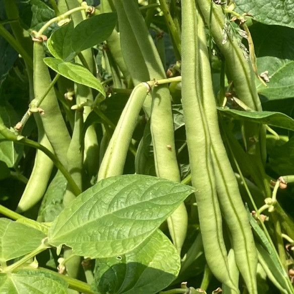 Seme Nizek fižol Bean Maxi