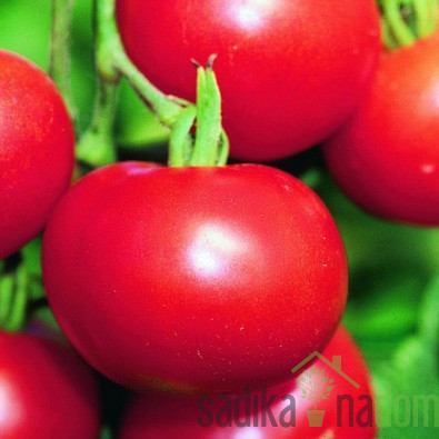 Seme Paradižnik Matina