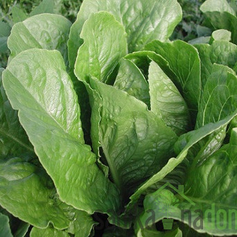 Seme Zelena solata Parris Island Cos