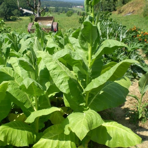 Seme Tobak Virginia Gold cca. 100 semen