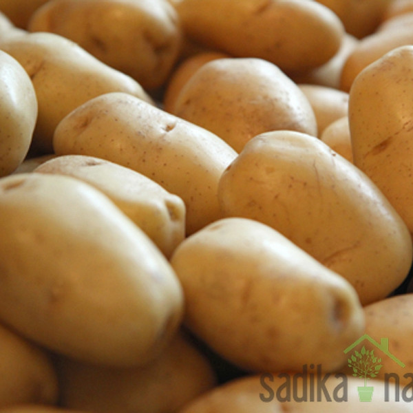 Semenski krompir Adora