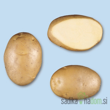 Semenski krompir Agria