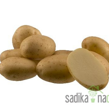 Semenski krompir Arrow