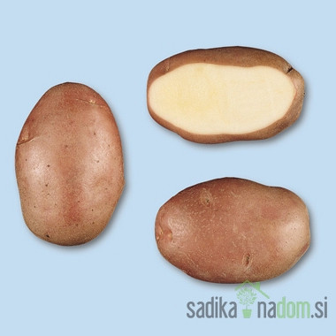 Semenski krompir Desiree