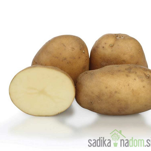 Semenski krompir KIS Krka