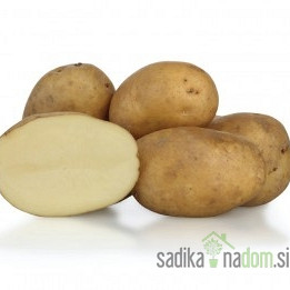 Semenski krompir KIS Sora