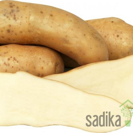 Semenski krompir Kresnik - KIFELČEK